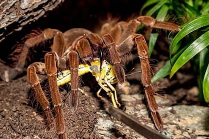 Esta araña tiene la habilidad de lanzar vellos abdominales altamente irritantes contra sus depredadores