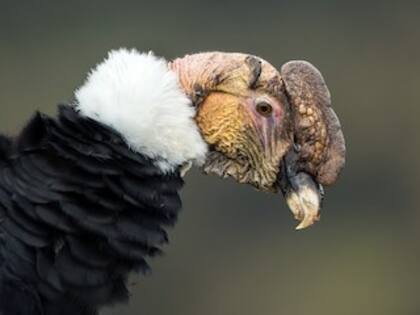 Esta ave carroñera se caracteriza por no tener plumas en la cabeza y su piel cambia de tono según su estado emocional
