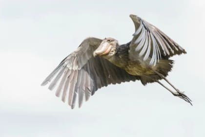 Esta ave de aspecto prehistórico puede medir hasta 1.4 metros de altura y dos metros de un ala extendida a otra