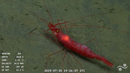 Esta campaña permitió mostrar a las criaturas que habitan a profundidades de casi 4000 metros (Foto: Captura YouTube Schmidt Ocean)