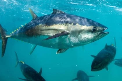 Esta contaminación puede influir en los humanos, especialmente en los niños