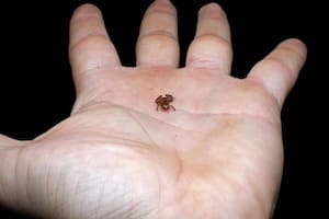 Esta criatura diminuta puede saltar treinta veces la longitud de su cuerpo