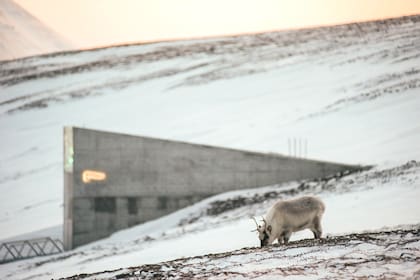 Está en una zona de temperaturas extremas y con tan baja densidad poblacional, que la fauna nativa pasta en los alrededores del ingreso a la bóveda.