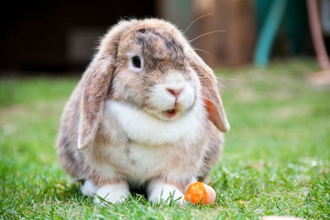 El significado de los sueños con conejos