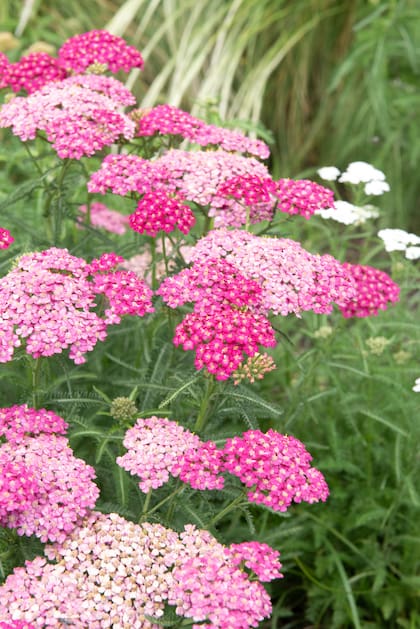 Esta es la Achillea millefolium ‘Pink Grapefruit’. Si se cosecha para florero, lo ideal es buscar una vara que tenga más de la mitad de las flores abiertas.