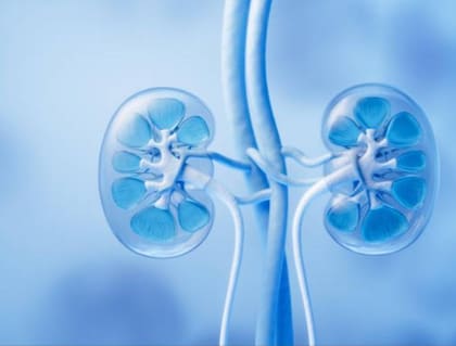 Esta es la clave para mantener los riñones sanos