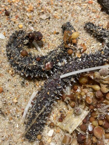 Esta es la especie hallada en las playas de Carolina del Norte