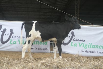 “Era el futuro en nuestras manos”: es empresario y tiene una granja genómica que bate récords 6 Esta es la hembra Nº1 para los índices de NM$ y GTPI de Latinoamérica: se llama Vigilancia Frstbt 15913 Cptn Yoda