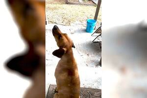 La historia de Red, el perro que se volvió viral por aullar igual que las sirenas de la policía