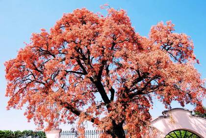 Esta es la leyenda del ceibo