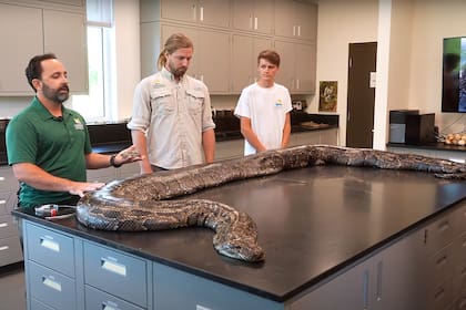 Esta es la pitón birmana más pesada que se encontró en Florida