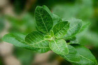 Cuáles son las propiedades curativas del ashwagandha, la hierba medicinal para combatir el estrés