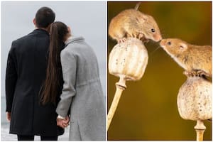 Un estudio revela qué tan monógamos son los humanos vs. otras especies