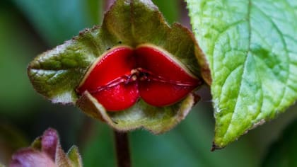 Esta es originaria del Putumayo (Foto: iStock)