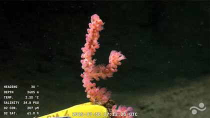 Esta es una de las imágenes submarinas captada por el vehículo operado remotamente (ROV) SuBastian