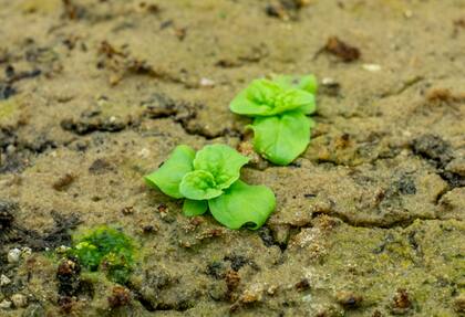 Esta es una de las plantas que germinaron luego de casi 150 años