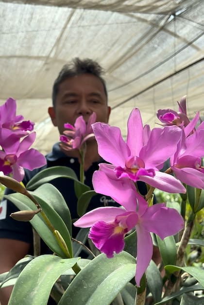 “Esta es una de las tantas cattleyas de mi colección, algunas son regalos de colegas o aficionados. ¡Tenemos ejemplares de 60 años! Eso las vuelve muy valiosas para el que regala y recibe”, detalla Gustavo Ogata.