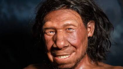 Esta es una foto de la reconstrucción del rostro de un neandertal, hallado en los Países Bajos, expuesta en el Museo de Antigüedades de Leiden