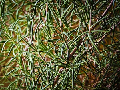 Esta especia brinda altos niveles de antioxidantes que contribuyen a mejorar la salud cardiovascular al reducir el daño oxidativo y la inflamación