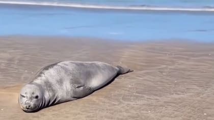 Esta especie de elefante marino sufrió el descenso de su población por la gripe aviar