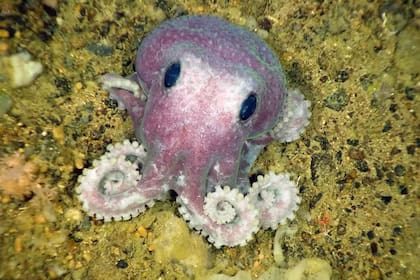 Esta especie de pulpo fue descubierta en la costa atlántica de Canadá en julio de 2010