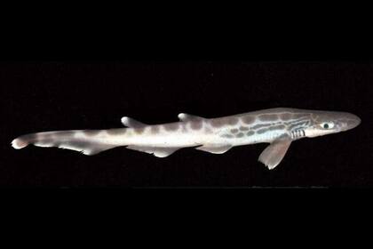 La piel es fundamental en esta especie de tiburón