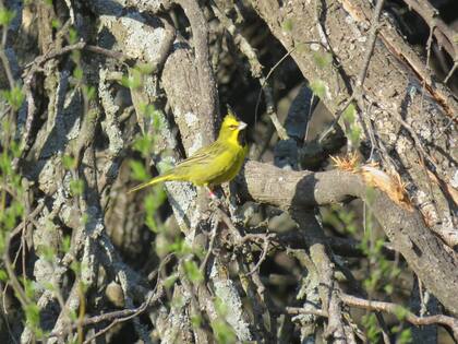 Esta especie en peligro de extinción debido al cambio de su hábitat y a su comercio ilegal