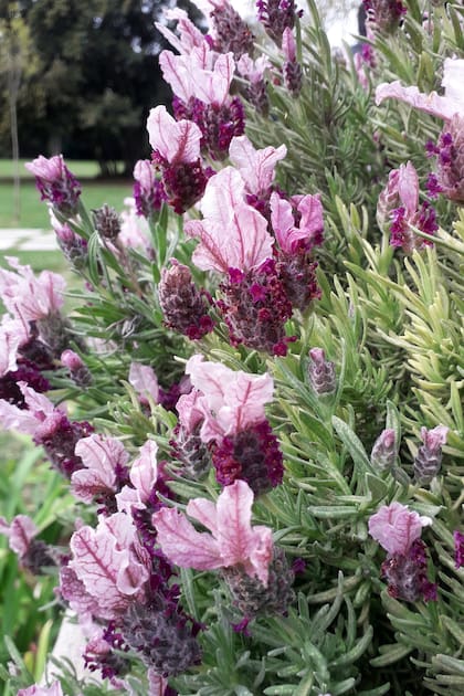 Esta especie es la Lavandula stoechas, un subarbusto pequeño, muy ramificado y compacto, de follaje perenne, denso, generalmente verde grisáceo y muy perfumado