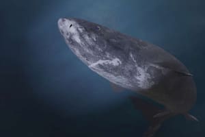 Descubrieron un tiburón en Groenlandia con casi 400 años de vida: nació en 1627