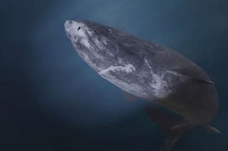 Descubrieron un tiburón en Groenlandia con casi 400 años de vida: nació en 1627
