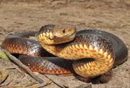 Esta especie habita principalmente en el este de Australia, pero también en Nueva Guinea