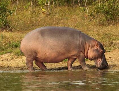 Esta especie, nativa de África, llegó a Colombia en la década de los 80