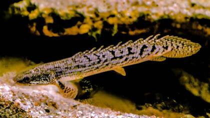 Esta especie no es nativa de Estados Unidos, pero ha llegado a muchos de los estados del país norteamericano
Foto: iStock