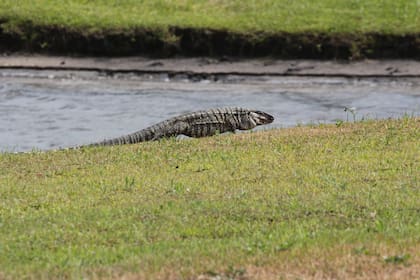 Esta especie proviene de América del Sur y, debido a su capacidad de adaptación y reproducción, representa un serio problema ambiental para esta zona (Canva)