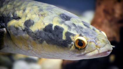 Esta especie puede llegar a medir más de 80 cm
Foto: iStock