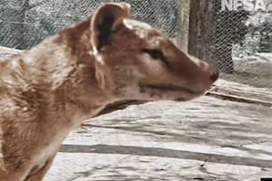 Esta especie se extinguió en 1936 y un nuevo hallazgo podría hacerla regresar