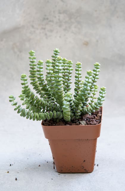 Esta especie se llama Crassula ‘Baby’s Necklace’: Es un híbrido obtenido de C. rupestris ssp. marnieriana y C. perforata ssp. kougaensis. Es una miniatura. Tolera intemperie con sol de mañana, sin heladas.
