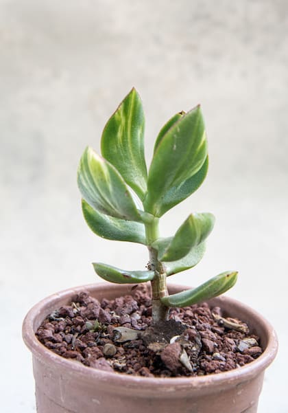 Esta especie se llama Crassula ovata fa. variegata: Es una versión de la especie natural; el variegado le da colores claros en amarillo o blanco. Las flores son blancas igual que la especie sin variegar.