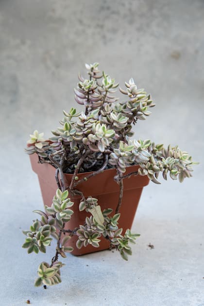 Esta especie se llama Crassula volkensii fa. variegata: Es de hojas chicas, matizadas de amarillo o crema y flores blancas. Muy resistente a la intemperie sin fríos continuos ni heladas.