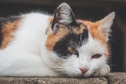 Esta fecha busca visibilizar los cuidados que hay que tomar en cuenta a la hora de adoptar un gato