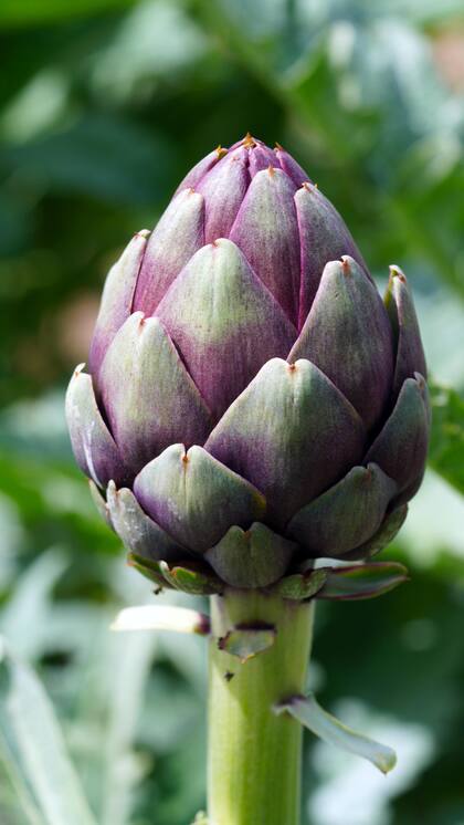 Esta flor comestible es rica en fibra dietética, que actúa como un regulador natural del tránsito intestinal