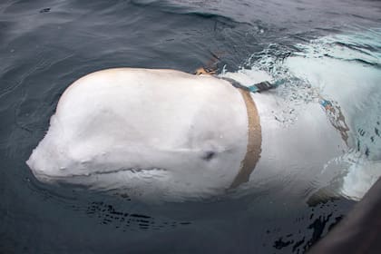 Esta foto de archivo tomada el 26 de abril de 2019 y publicada por la Dirección de Pesca de Noruega (Servicio de Vigilancia Marítima) muestra una ballena blanca con un arnés, que fue descubierta por pescadores en la costa del norte de Noruega