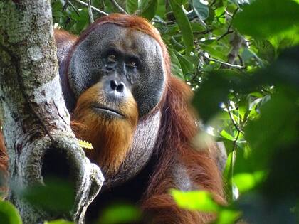 Esta foto entregada por la Fundación Suaq muestra al orangután Rakus en el Parque Nacional Gunung Leuser de Indonesia, el 25 de agosto de 2022, luego que su herida facial ya casi desapareció (Safruddin/Fundación Suaq via AP)