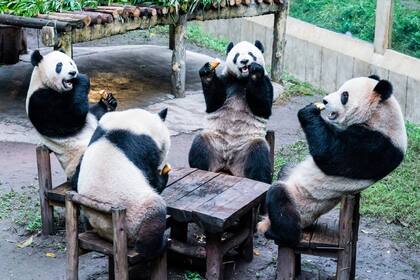Esta foto tomada el 2 de diciembre de 2023 y muestra a los pandas comiendo dentro de su recinto en un zoológico, en el municipio de Chongqing, en el suroeste de China