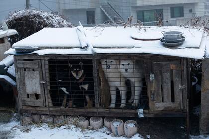 Esta fotografía muestra unos perros en jaulas en un criadero de Siheung, Corea del Sur