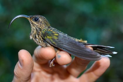 Esta fotografía proporcionada por investigadores muestra un colibrí pico de hoz (Eutoxeres aquila) en febrero de 2018, en San Vito, Costa Rica. (J. Nicholas Hendershot vía AP)