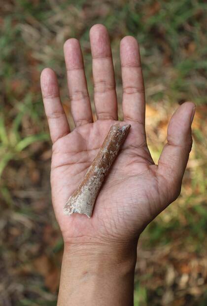 Esta fotografía proporcionada por Yousuke Kaifu muestra un fragmento de hueso de brazo excavado en la isla indonesia de Flores. Un nuevo estudio indica que los ancestros de una especie humana apodada "hobbits" eran aún más pequeños. (Yousuke Kaifu vía AP)