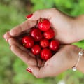 Qué efectos tiene la acerola en el cuerpo y quiénes no deberían consumirla