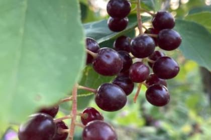 Esta fruta tiene un aspecto similar a la cereza (Foto Pexels)