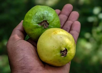 Esta fruta tropical es una de las que más vitaminas aportan al organismo